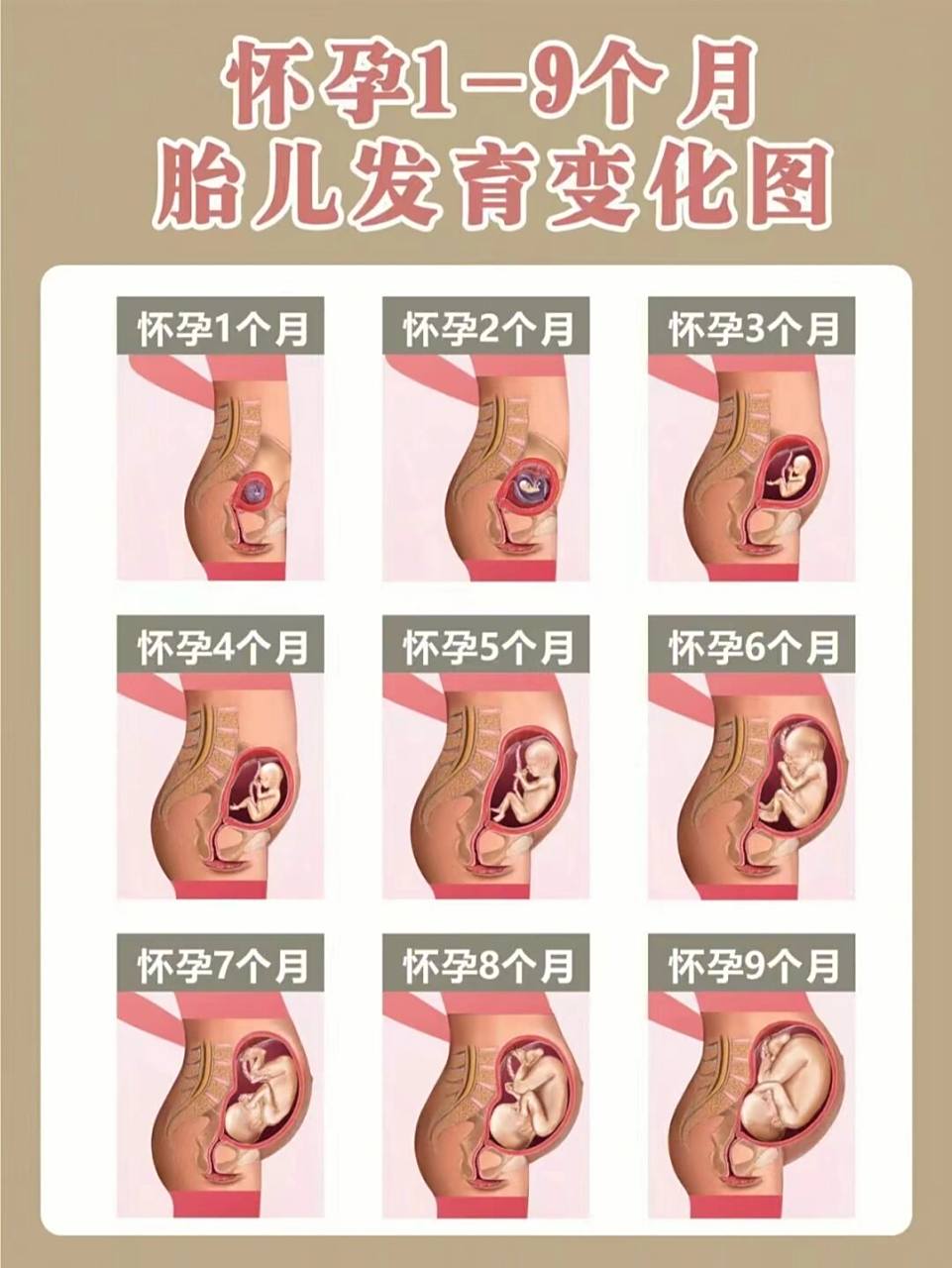 【胎儿1-9月发育图】  为了能帮助大家对怀孕周期有一个正确的认识