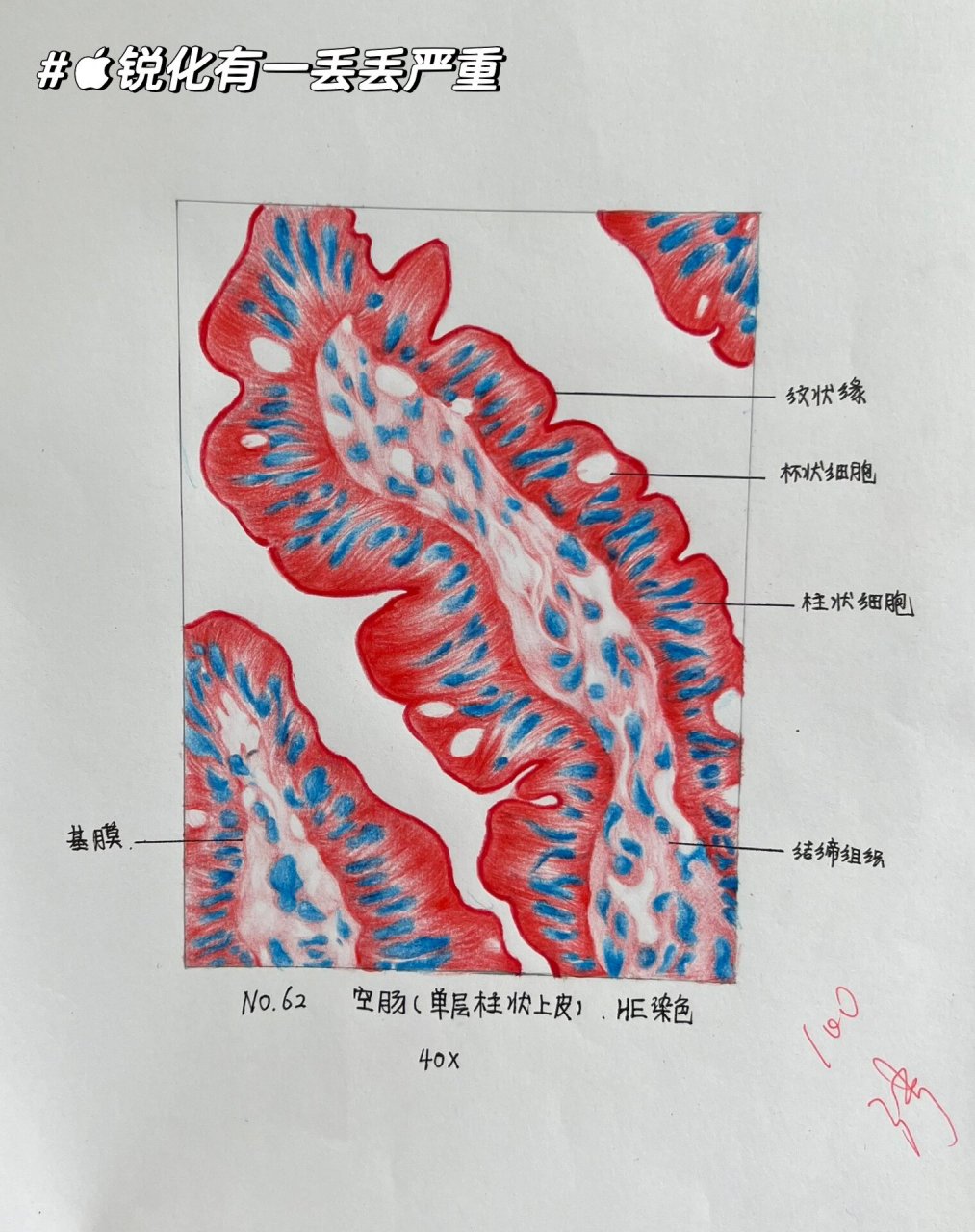 记录第一次满分的组胚绘图78 组胚实验课的第一张红蓝铅笔画图作业!
