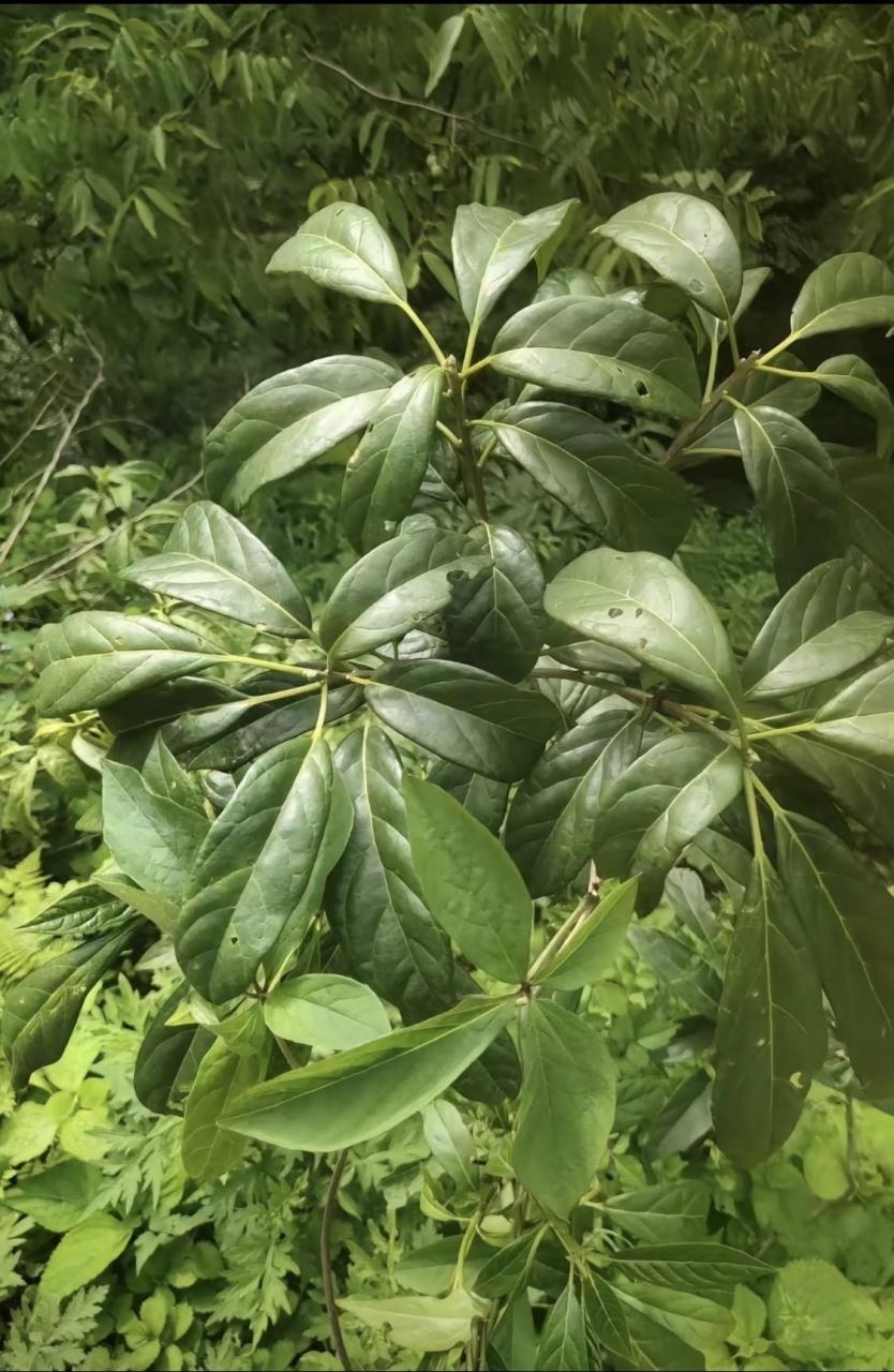 中药材长年收购.臭树,公黄珠子