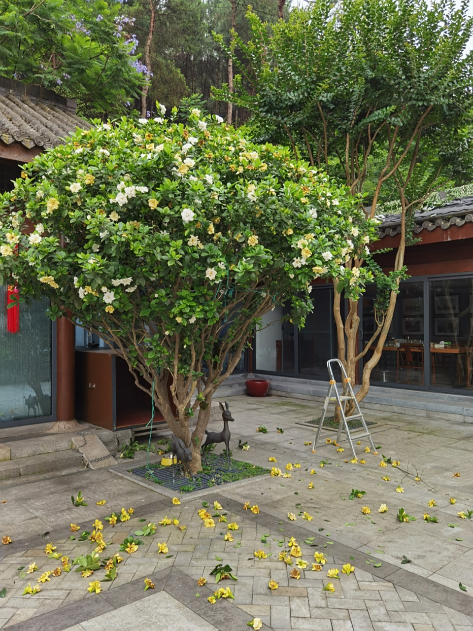 为栀子树减负 每天都要搭个小梯子上去,把已经开过变黄的花朵减掉