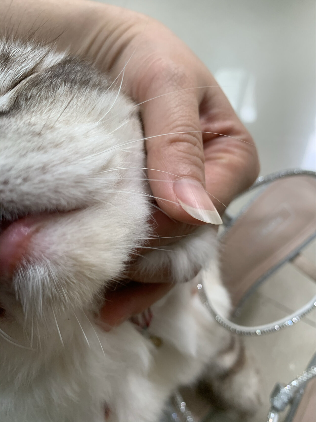 猫咪嘴巴长了一个红红的,像疱疹 有点红肿,感觉像我们上火了一样,红红