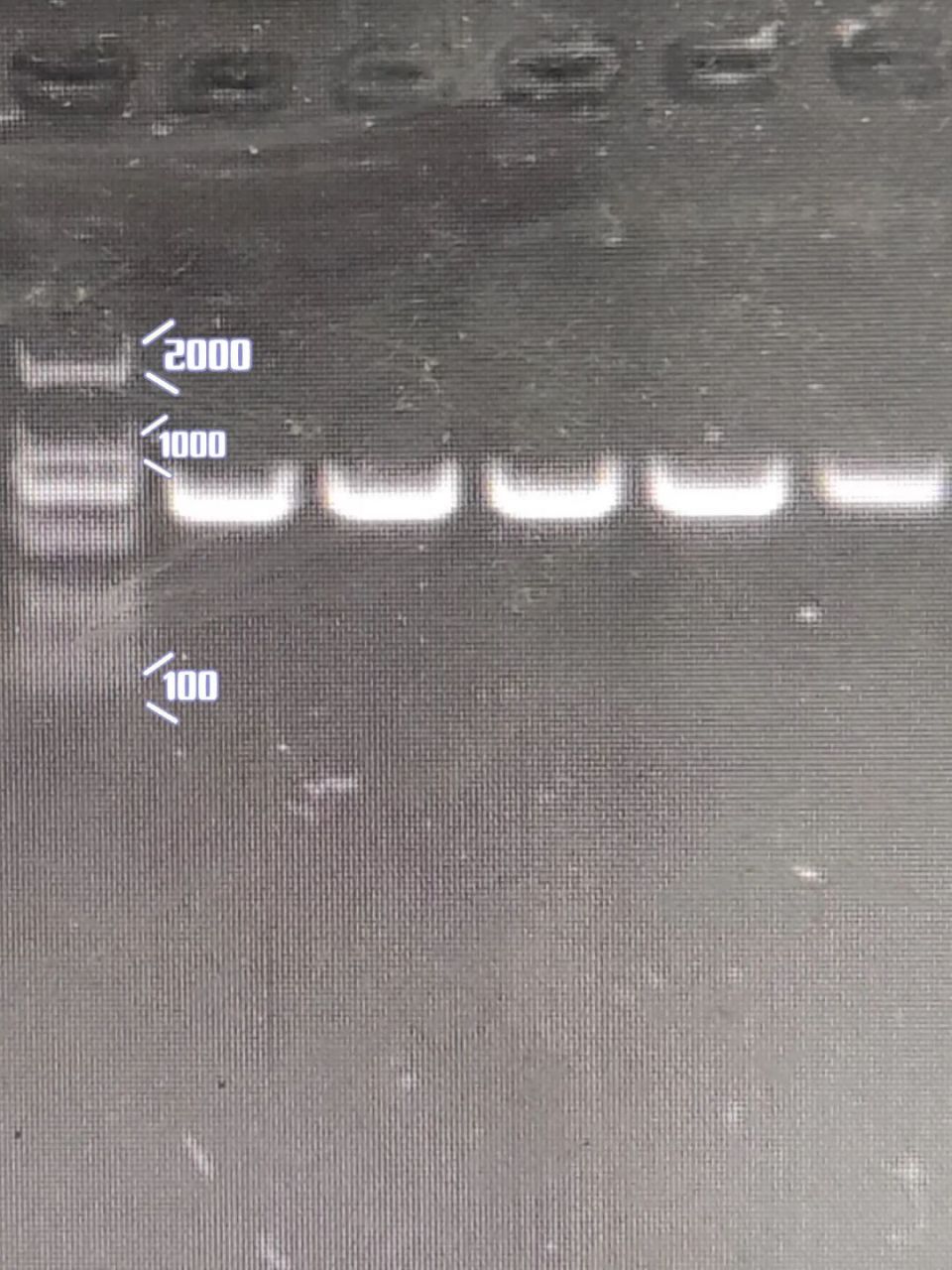 电泳的方向:dna带有负电荷,在琼脂糖凝胶电泳中,在电场力的作用下,由