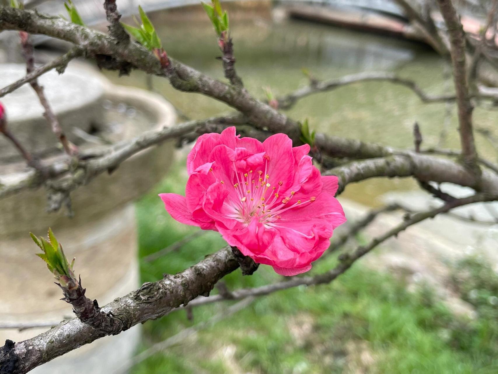 杭州余杭浪漫樱花谷图片