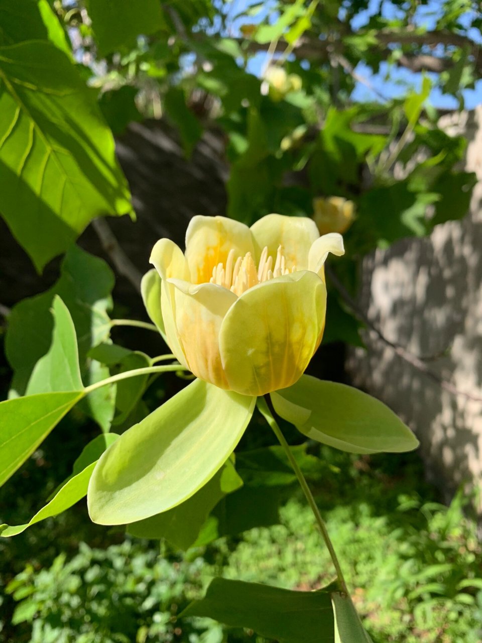 鹅掌楸开花图片图片