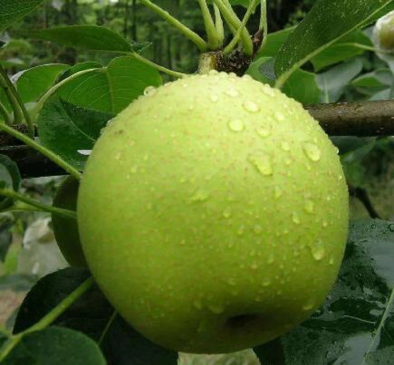 今日分享:梨 【别名】 白梨,沙梨,雪梨.