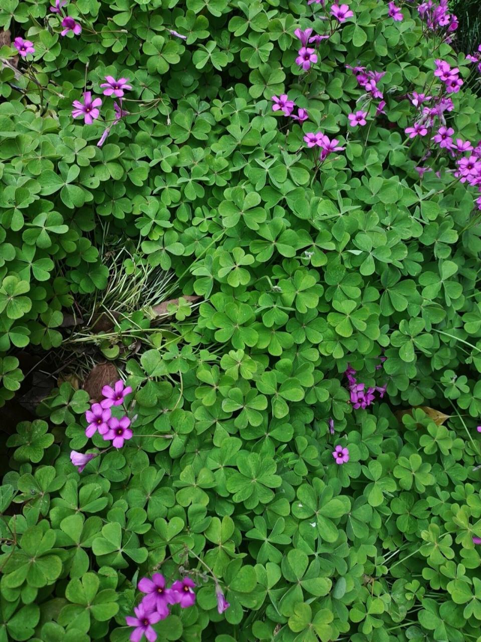 四叶草又名幸运草,学名苜蓿草,是多年生草本植物,一般只有三片小易佑