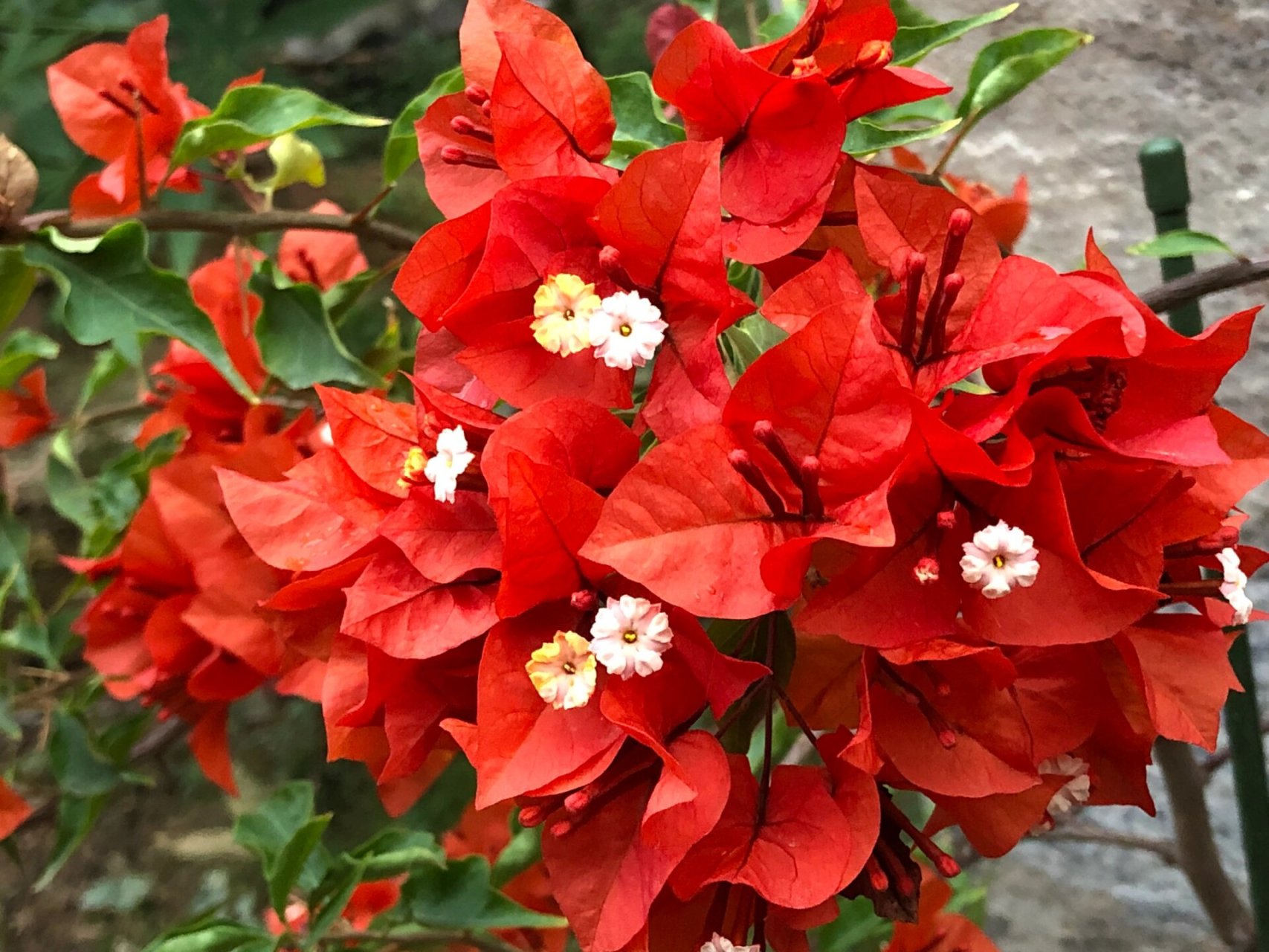 三角梅:热火桑巴 热火桑巴的花期在炎热的夏季,单朵花的花期长,花萼是