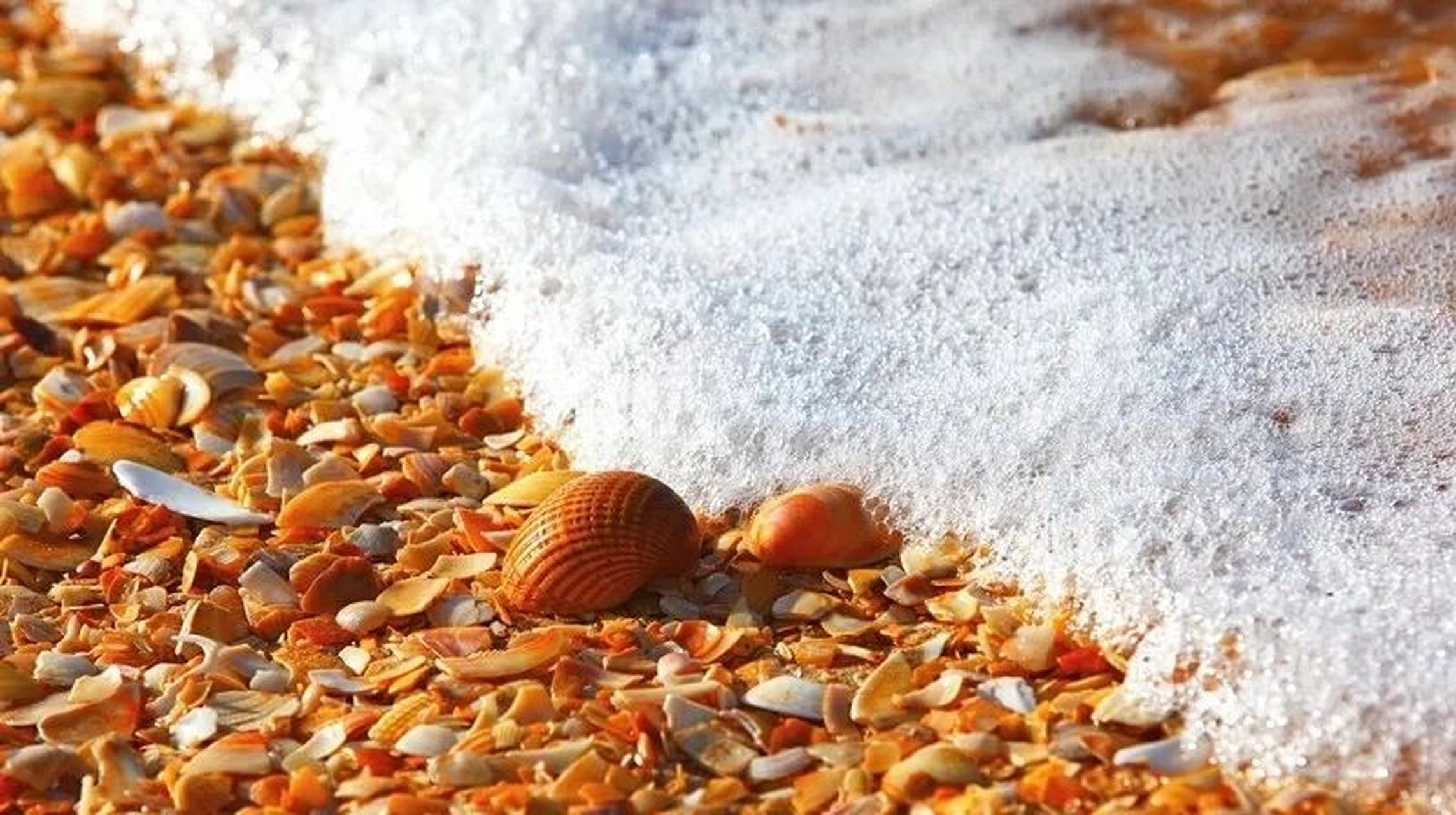 滨州贝壳堤岛与湿地国家级自然保护区是东北亚内陆和环西太平洋鸟类