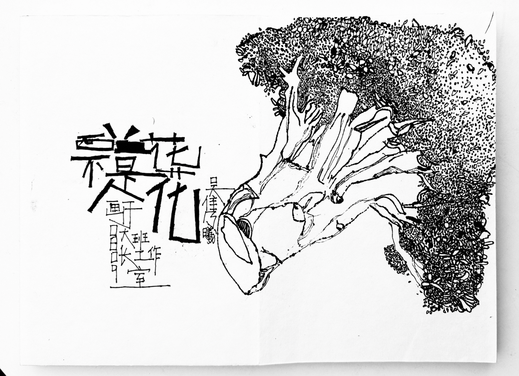 西兰花写生线描写生送你一朵花请人节