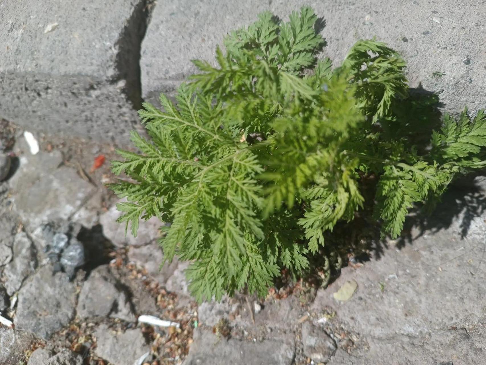 黄花蒿,拉丁名artemisia annua,"artemisia"源于古希腊神话中狩猎女神