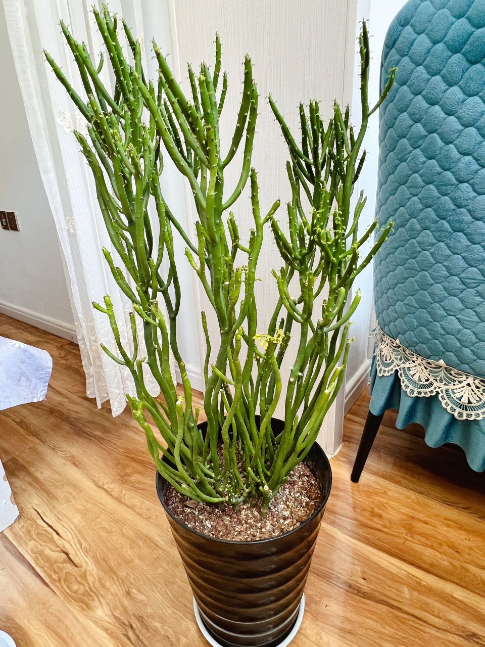 多肉珊瑚棒扦插方法  家里珊瑚棒长得太高啦,想扦插两盆,今天给大家