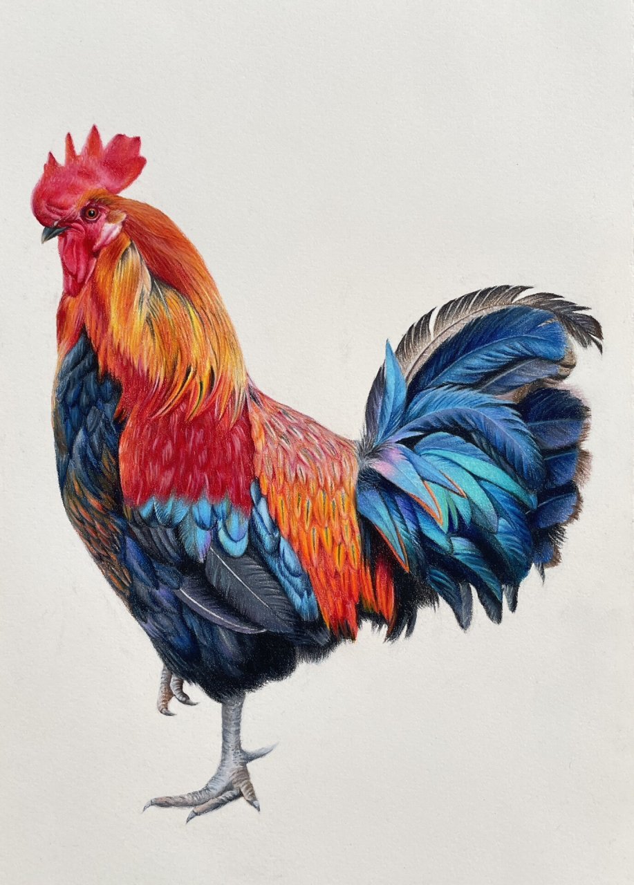 彩铅画大公鸡,大鸡大利hong运当头,画好了 #画画的日常# #笔记灵感