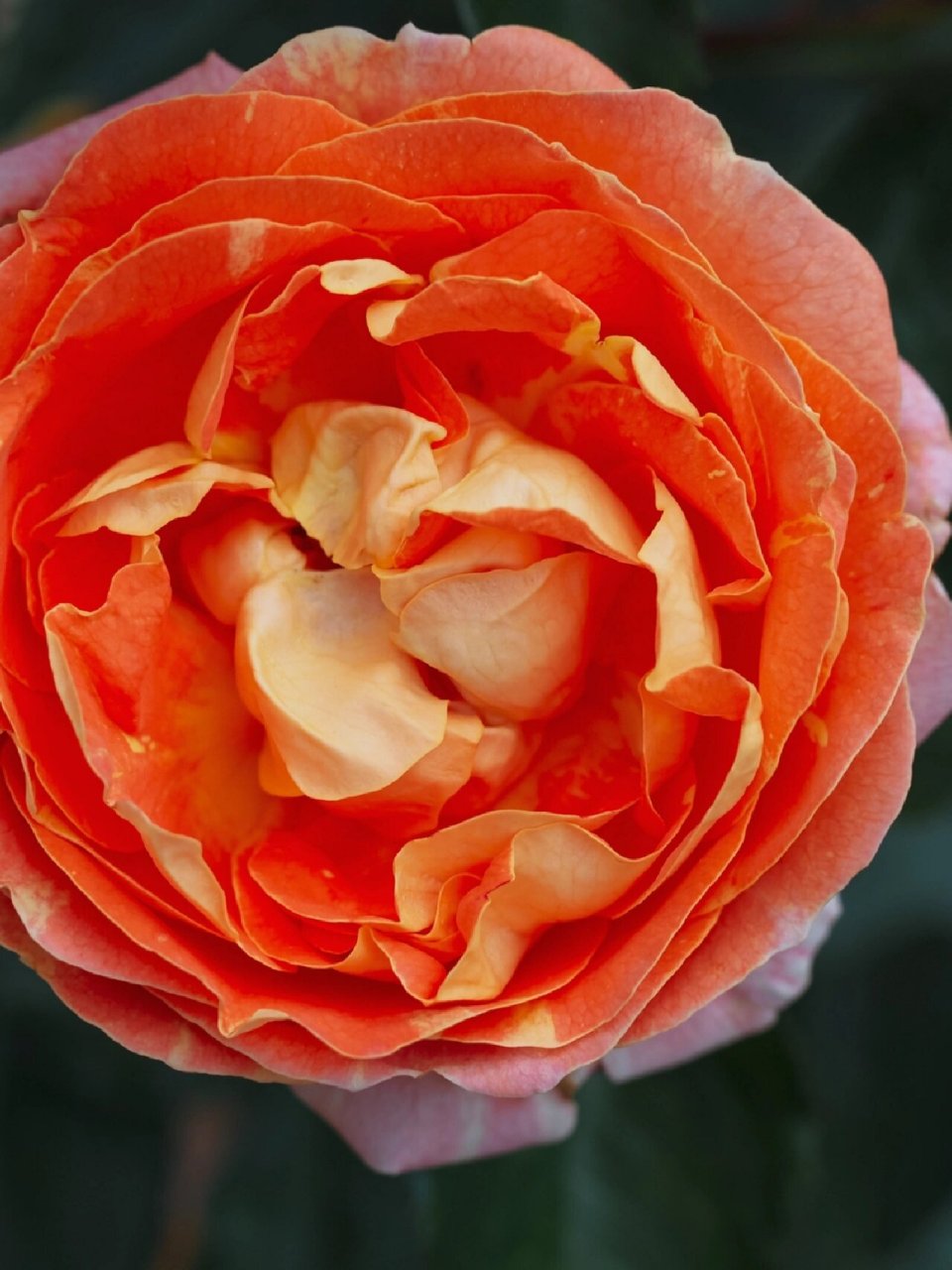 科德斯月季桑巴 科德斯月季桑巴samba03 花瓣正面橙红色且边缘