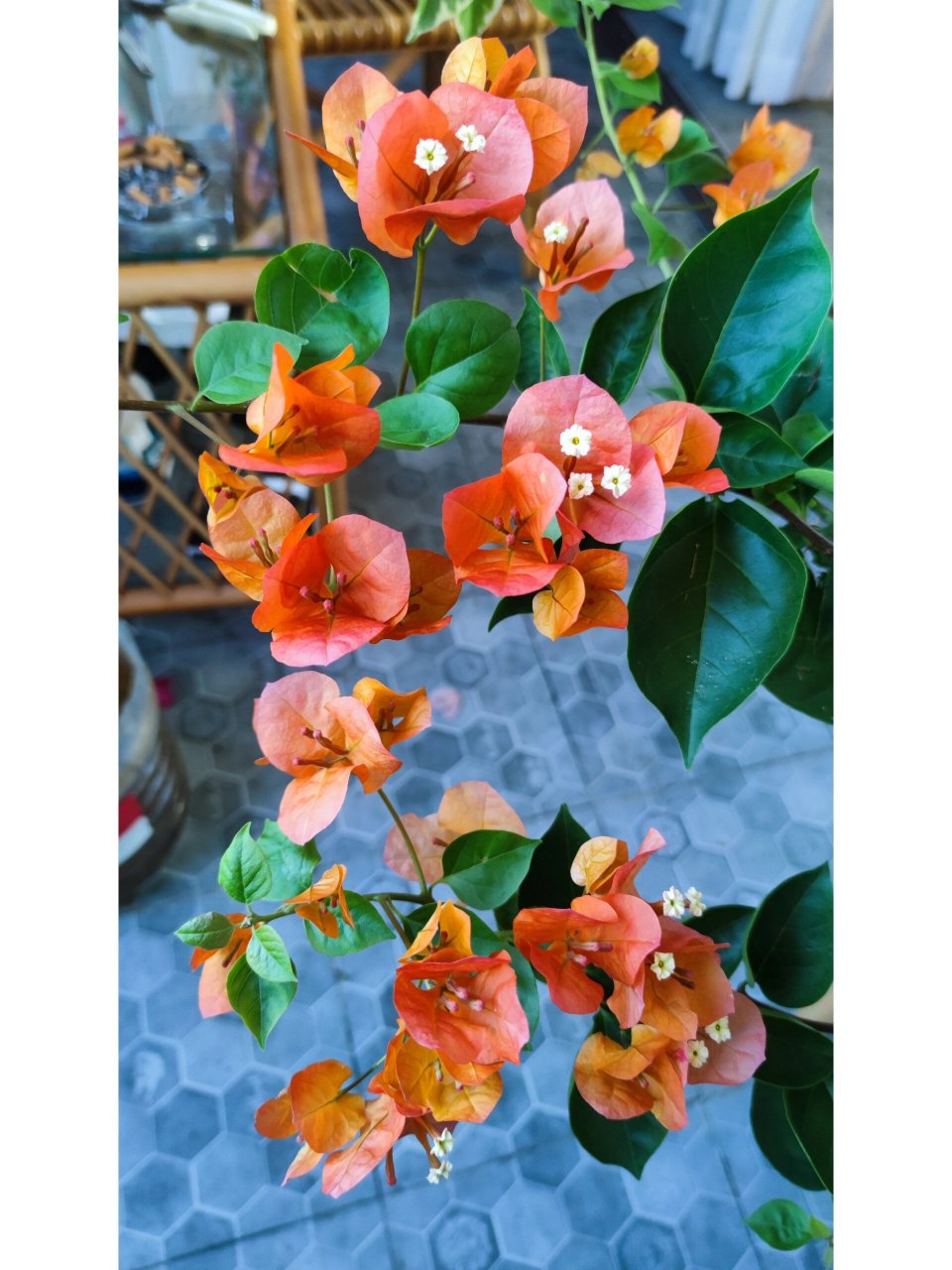 三角梅宝老橙 宝老橙的花为橙红色,大而艳.