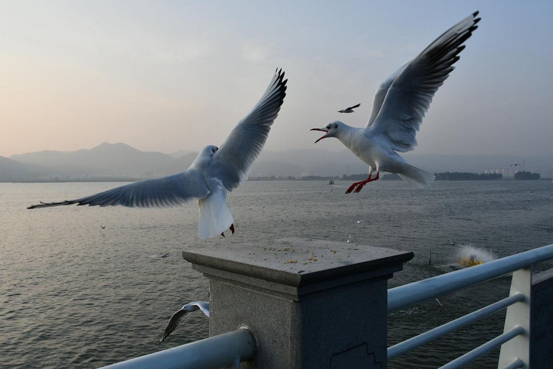 昆明喂海鸥 网红景点图片