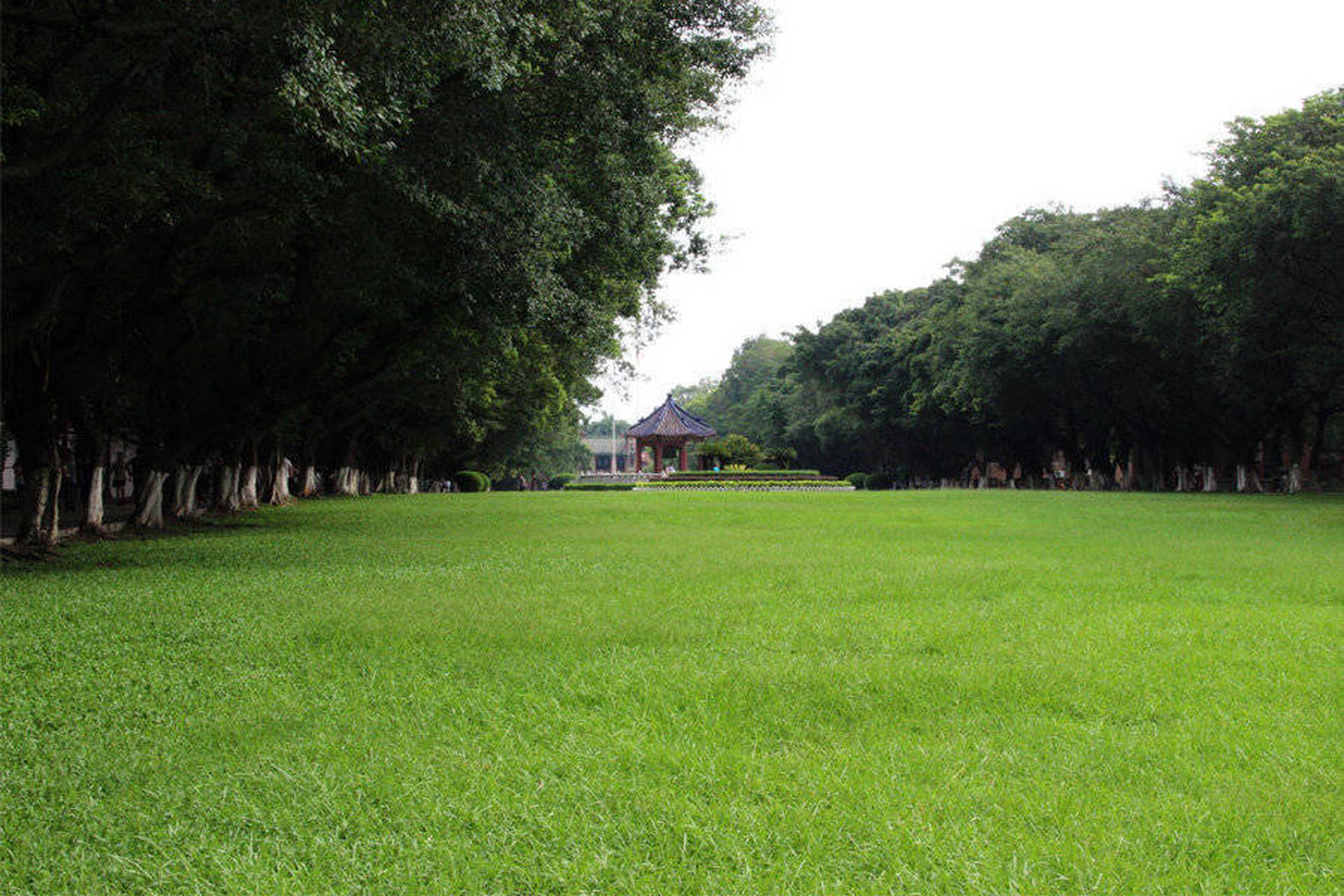 真草草坪:荣佳苗木百慕大草坪你了解多少 在真草草坪行业中,百慕大