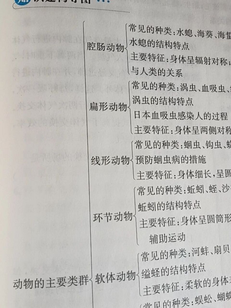 思维导图 八上生物《动物的主要类群》思维导图