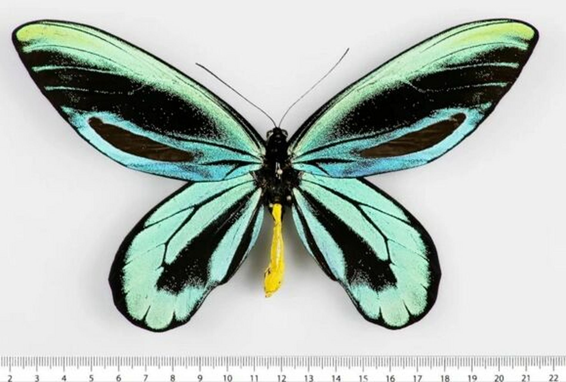 每天认识一种蝴蝶| 017--女王亚历山大巨凤 别名:亚历山大鸟翼蝶,女王