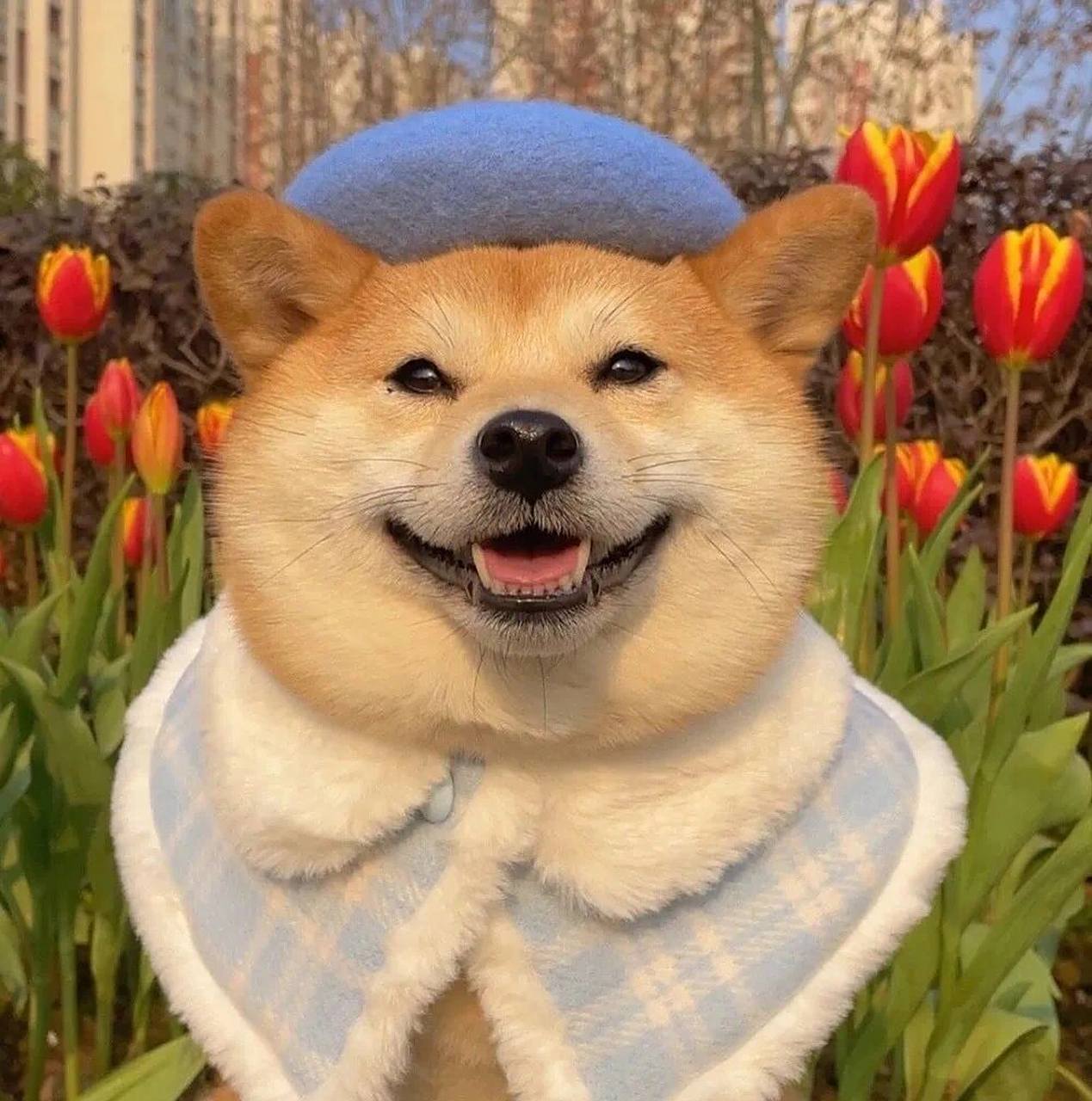 猫猫狗狗可爱头像 爱宠宝贝微信头像