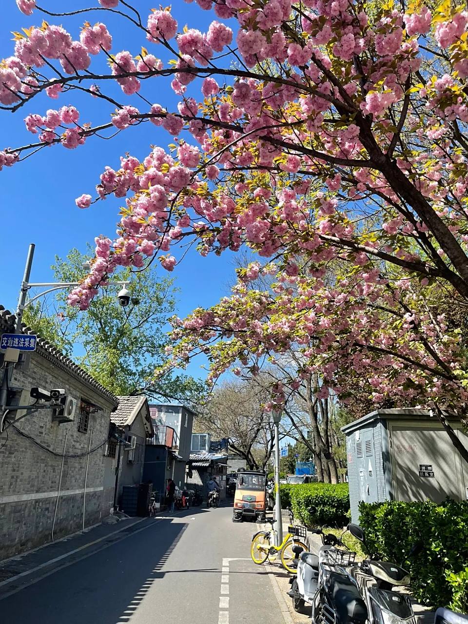 春天的北京是最美的北京 今天的五道营胡同