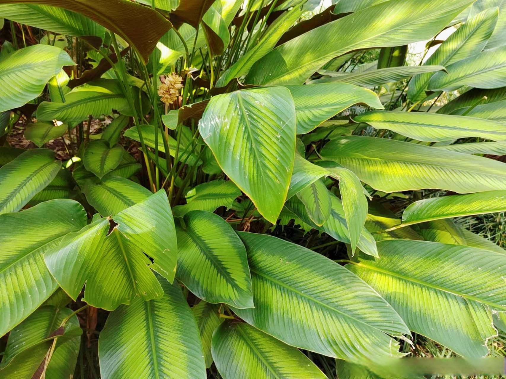 绿羽竹芋,竹芋科肖竹芋属常绿植物,绿羽竹芋,也叫绿道肖竹芋,叶中间有