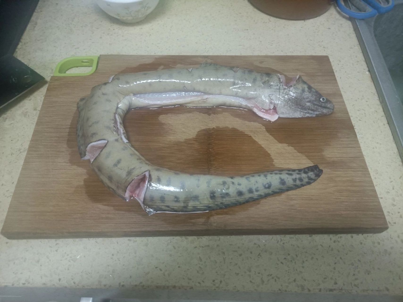 海里的黄鳝,你们吃过吗? 油锥,其实是种海鳝.性格很凶猛.