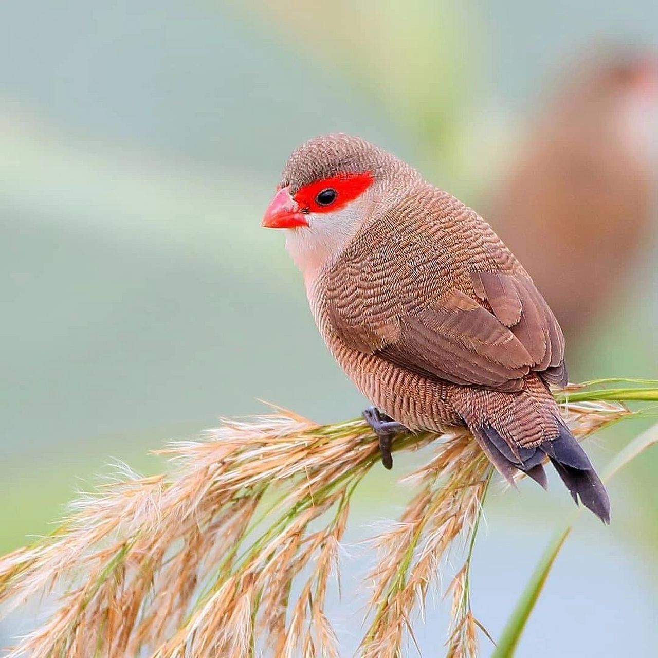 橫斑梅花雀 #保護動物# #鳥類# #觀鳥