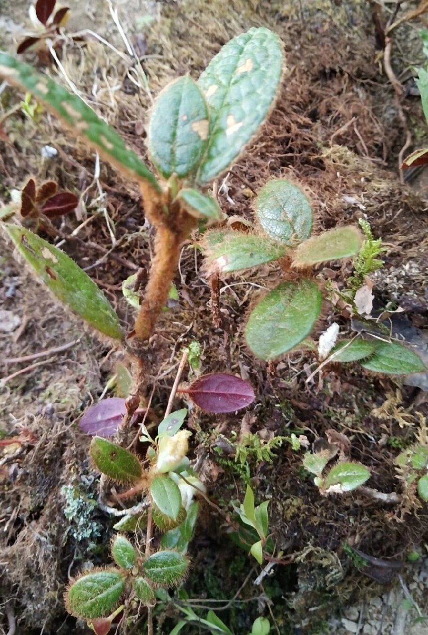 黄花泡叶杜鹃图片