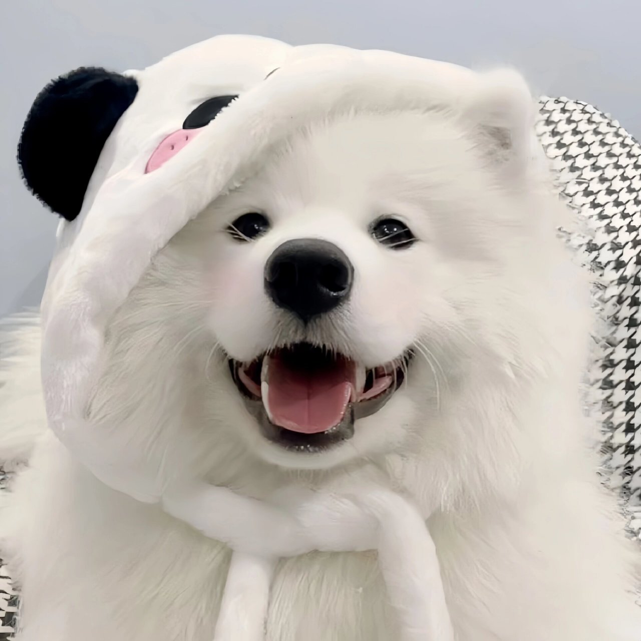 可爱狗头预警7515是谁还没有用上耶耶头像