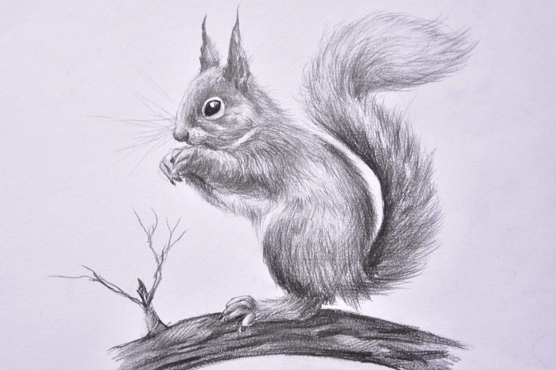 小松鼠绘画步骤讲解 73159715小松鼠第一步,可以用图形归纳法