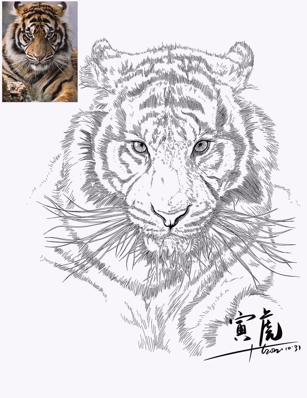 12生肖之寅虎91:线描写生素材分享   寅虎,十二生肖之一,地支的第三