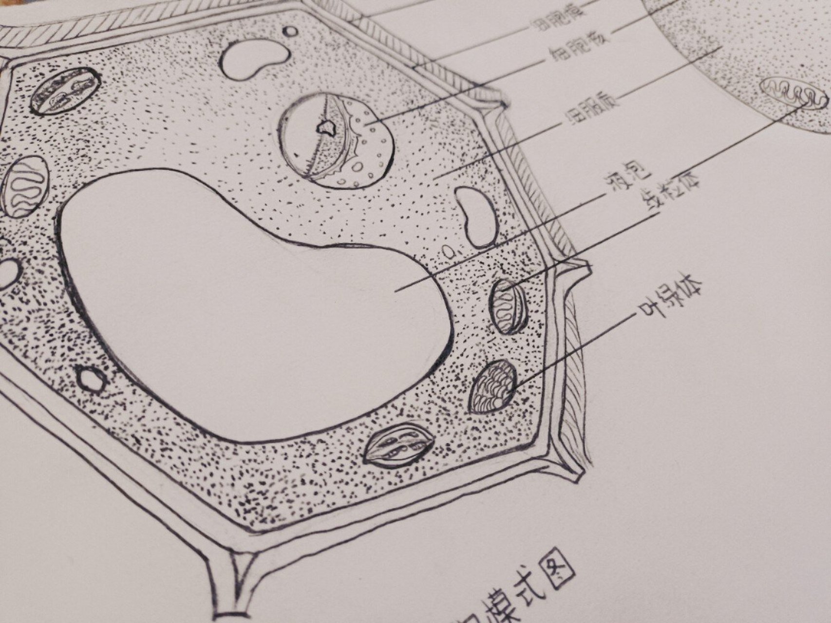 细胞体结构图片