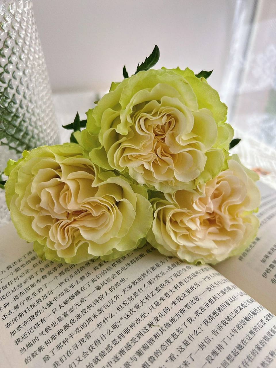 鲜花分享|琉璃翠玫瑰 琉璃翠,肯玫引进品种,是独特的绿色系玫瑰.