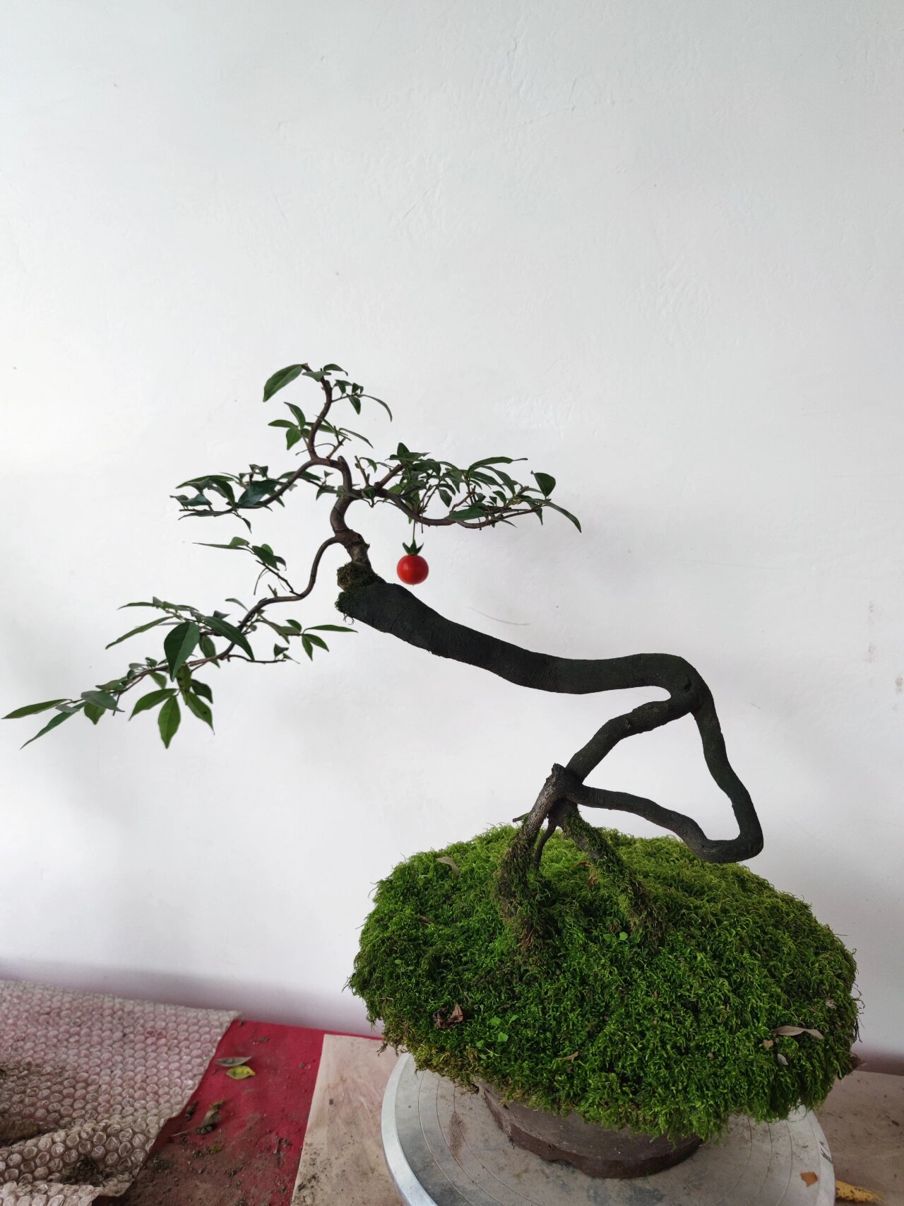 金弹子意境根艺嫁接柳叶血红果