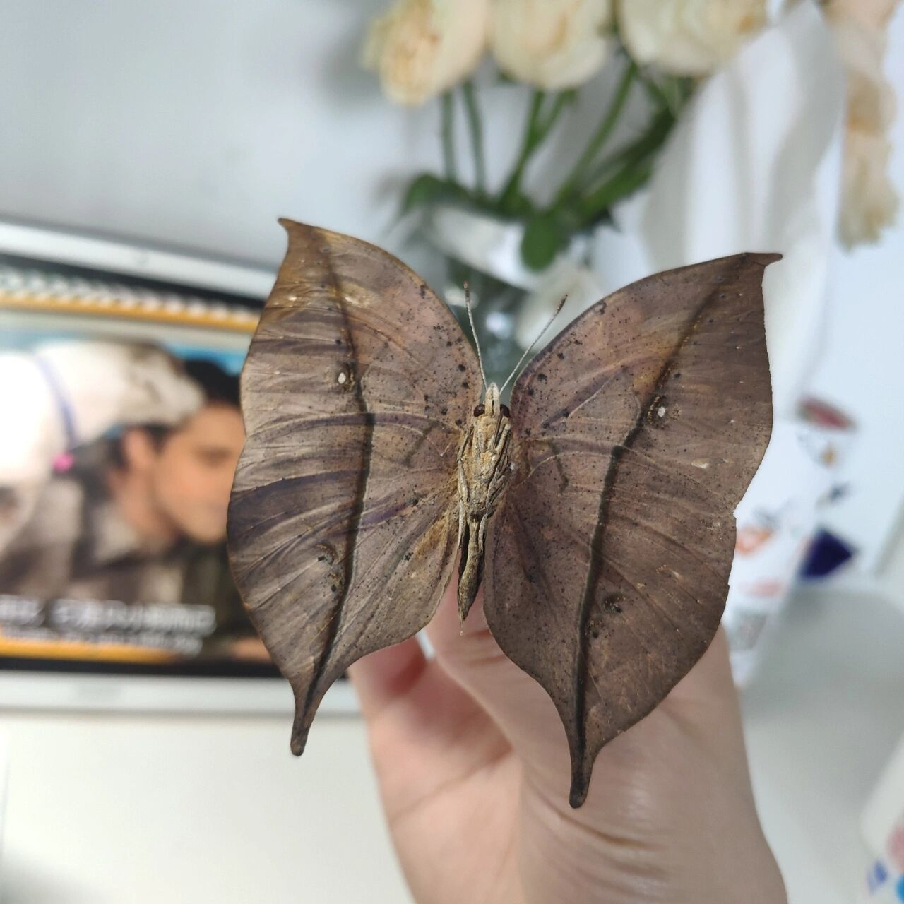 枯叶蝶(kallima inachus) 枯叶蛱蝶-典型拟态蝶 背部磷粉泛蓝紫色光