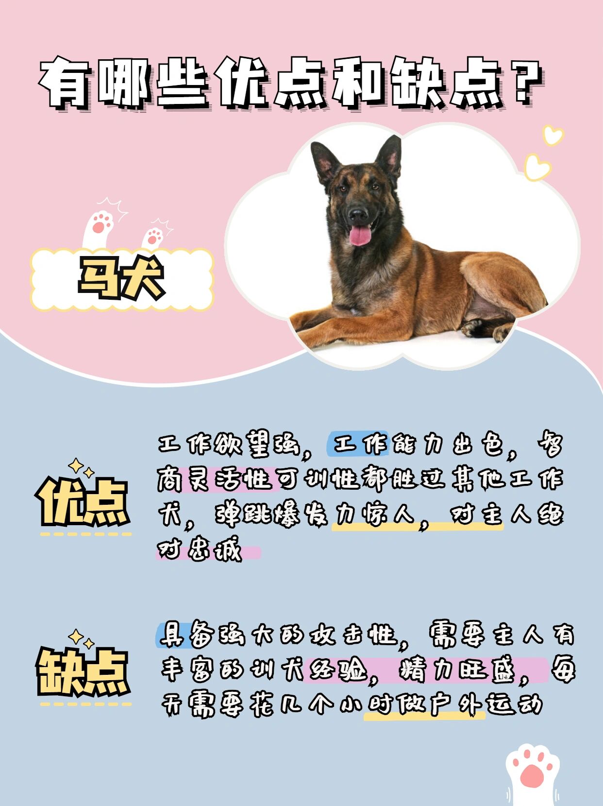 马犬犬种介绍