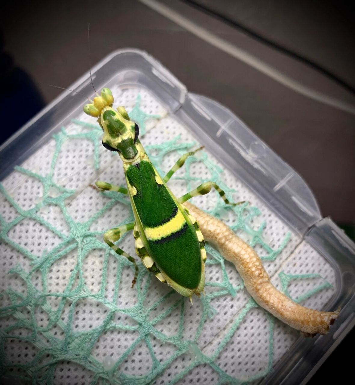 弧纹螳螂产卵～ 产的位置不对,形状有些奇怪[笑哭]#昆虫# #螳螂