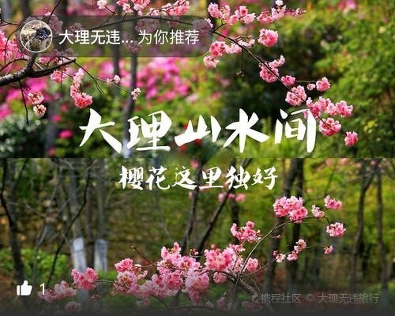 大理山水间|樱花这里独好!(附攻略) 大理赏樱花之处?