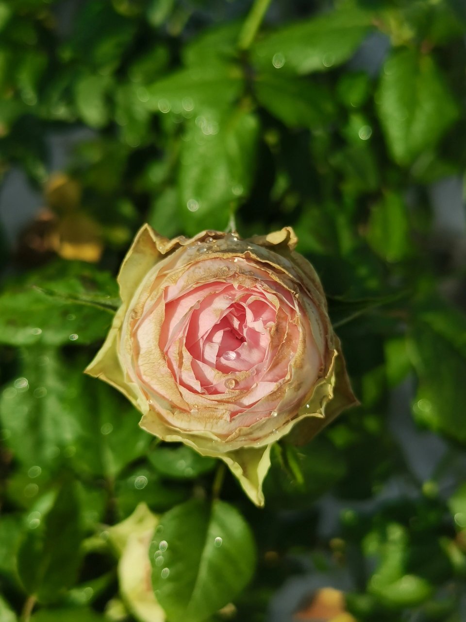 火龙果月季,在广东见到庐山真面目 这颗火龙果今年第一次开花,可是被