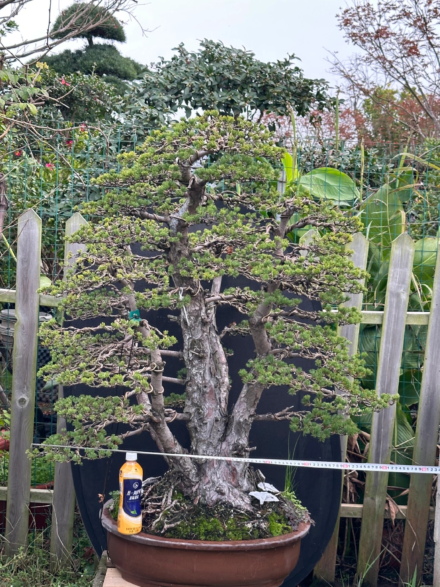 瑞祥五针松 #瑞祥五葉松# #瑞祥五葉松盆景# #五叶松# #日本进口盆景