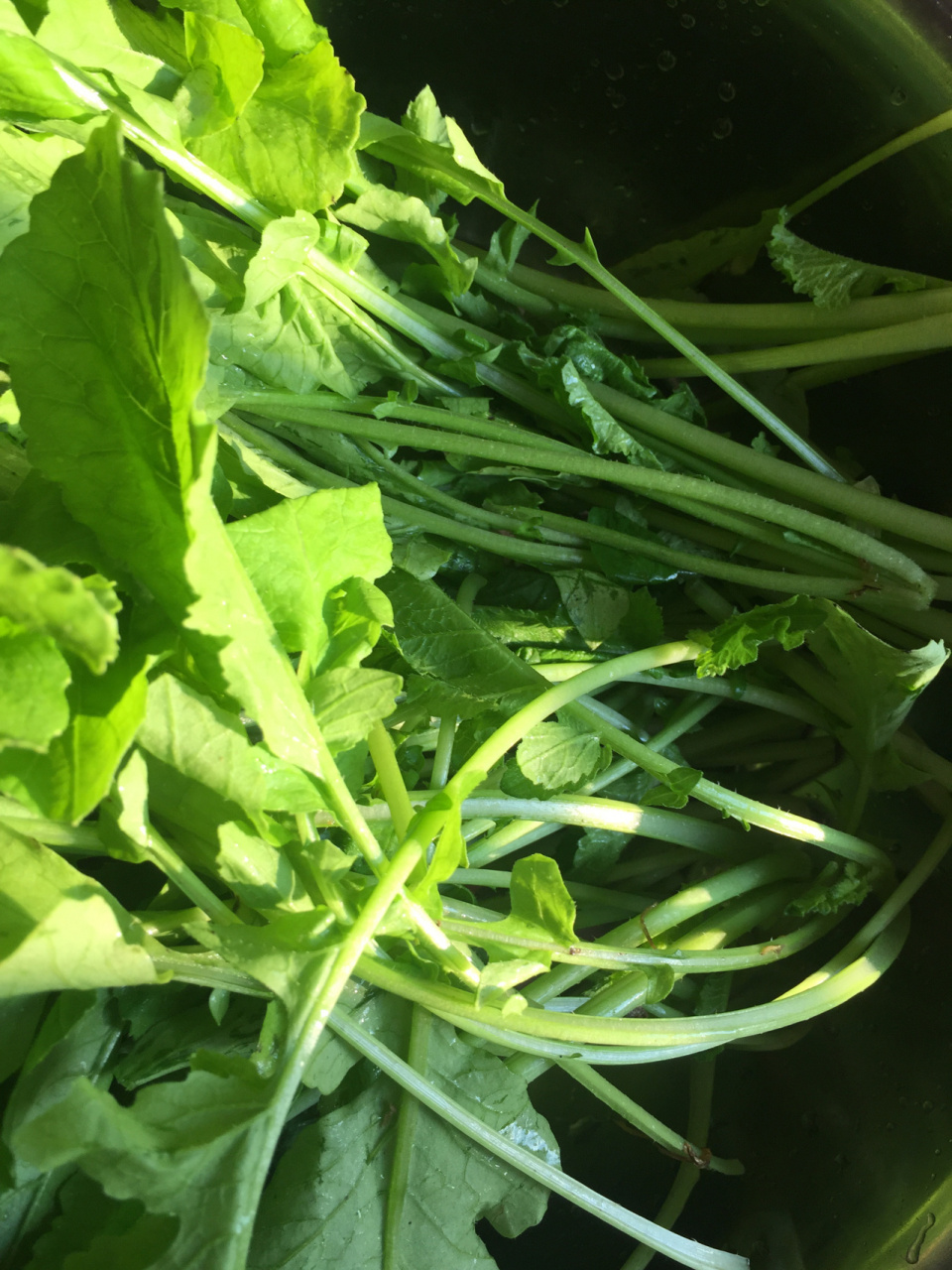 每年也就到了这个季节才有的小菜,刚长出来的特别嫩.