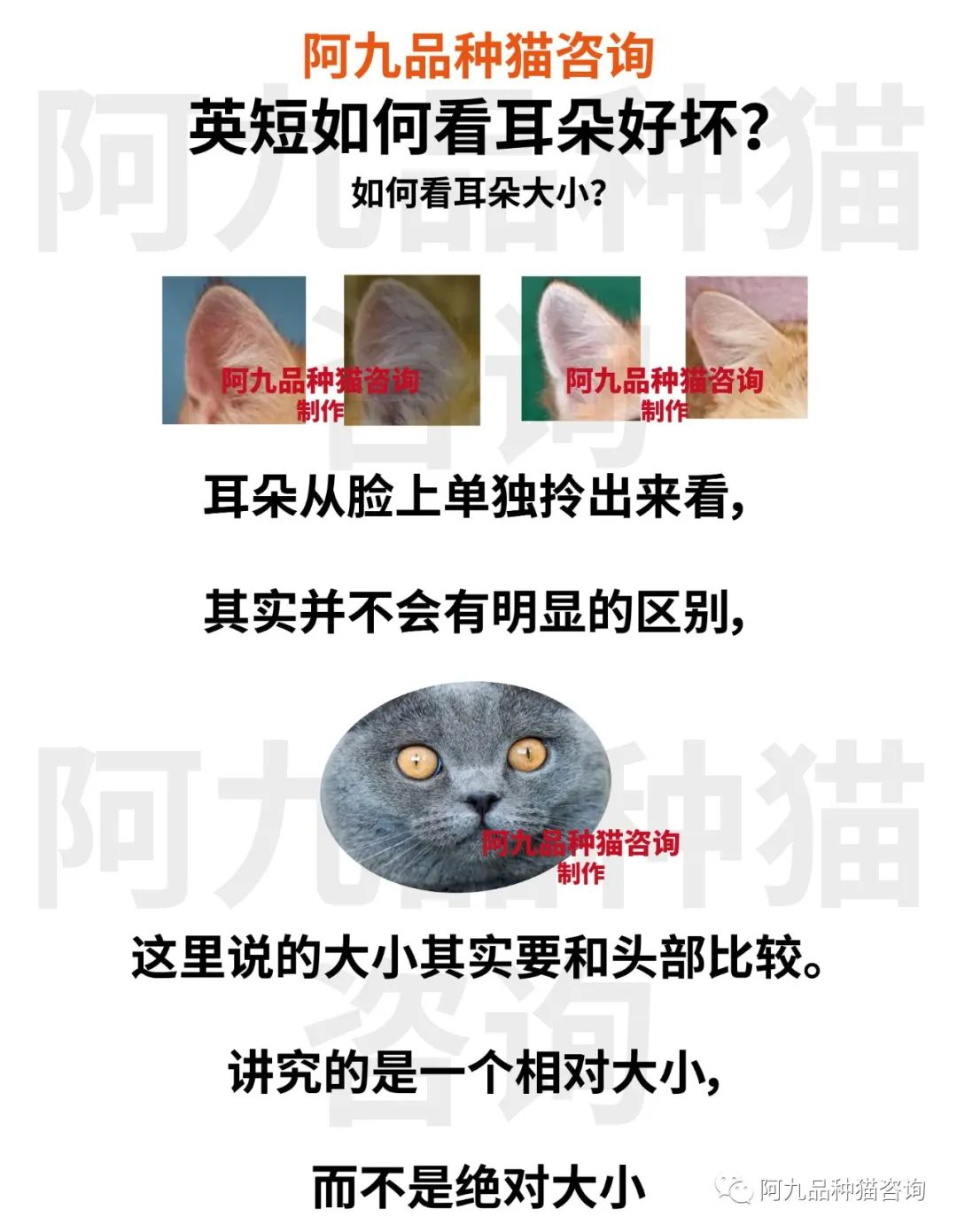 银渐层的品相怎么看