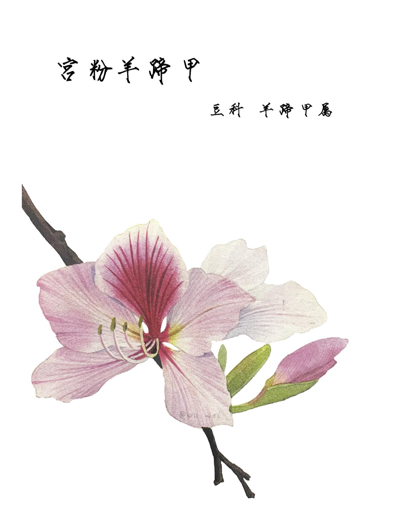 宫粉羊蹄甲 2024年1月12日 今天比较特殊,是温故而知新.