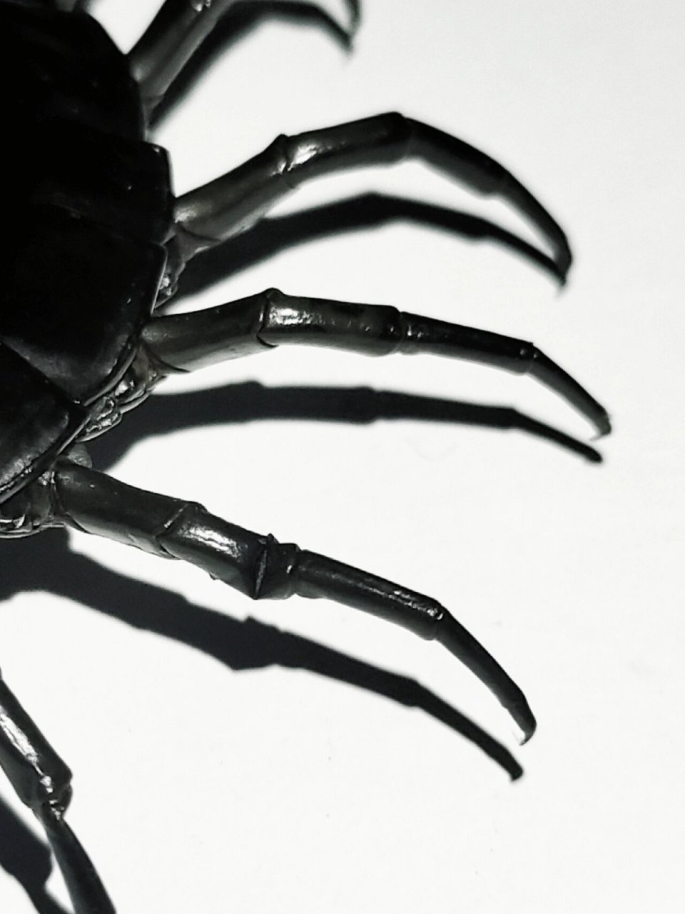 海南间脚蜈蚣(黑)