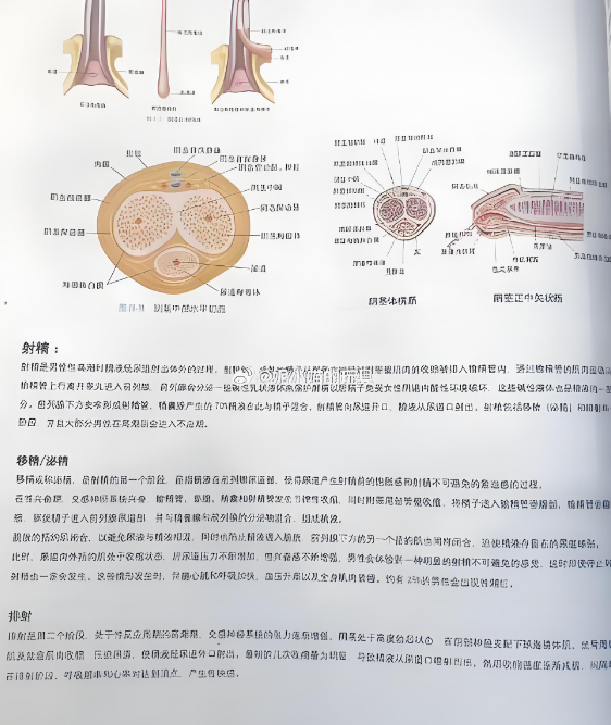 男生为什么射不出来