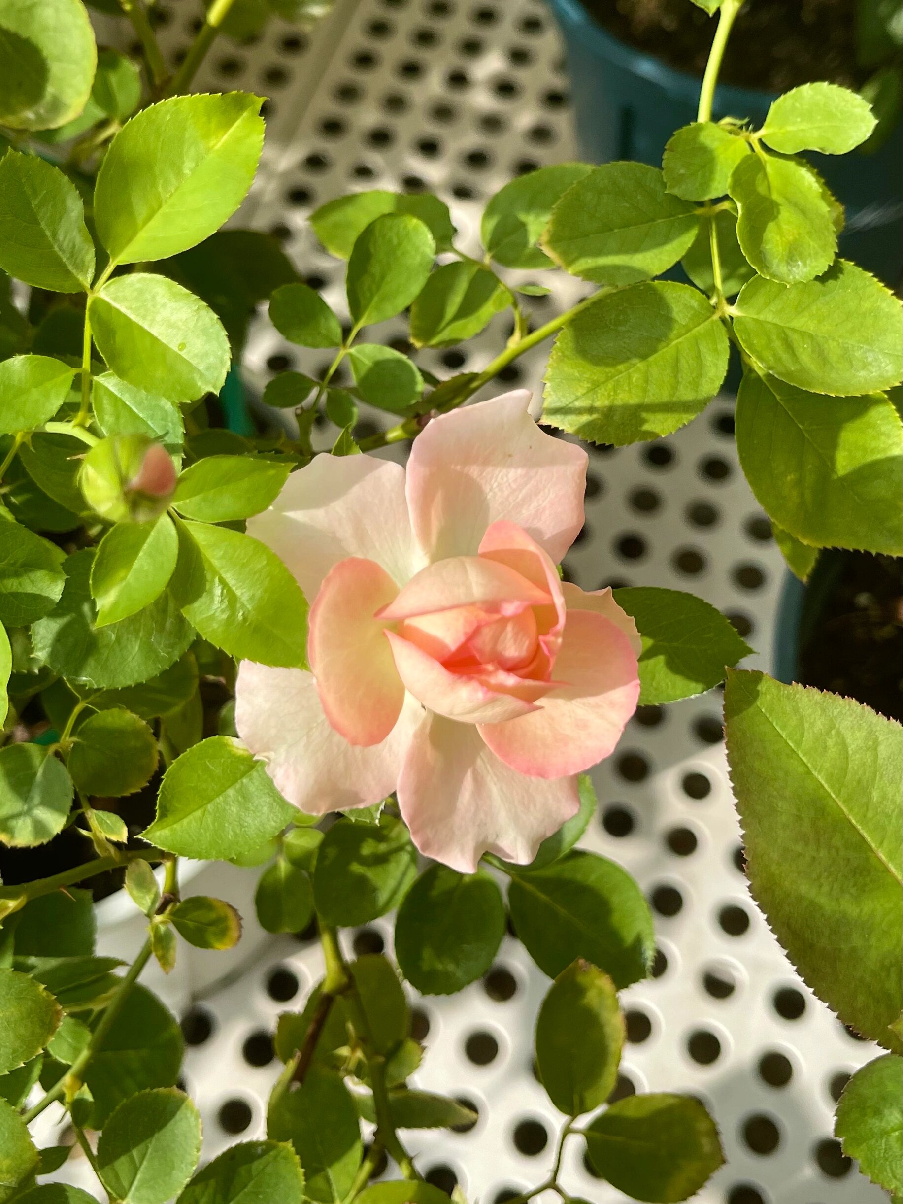 记录:夏花 伊芙·古典香水 #月季# #月季养护# #我的月季花# #月季