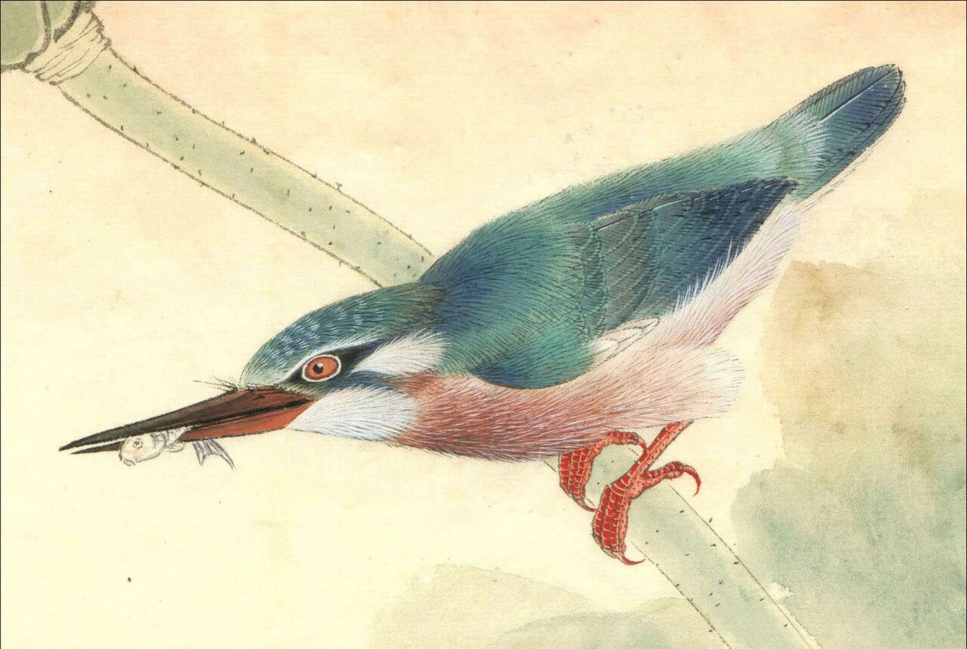 工笔画步骤分享(鸟类设色步骤——翠鸟) 概述:翠鸟为常见禽鸟,喙大,多