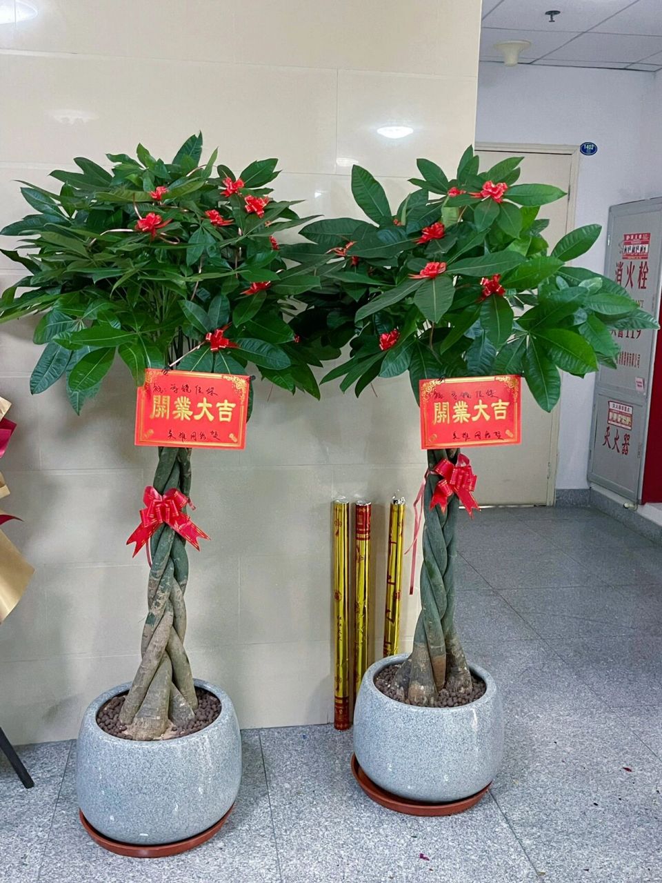 编制发财树 | 乔迁开业送礼高档盆栽 乔迁之喜开业发财树 意义:发财