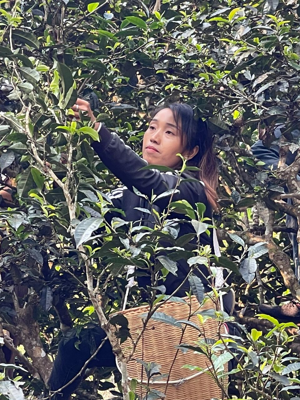 景迈山千年茶树王——芒景下寨 3月25日抵达芒景下寨,有幸看到了茶祖