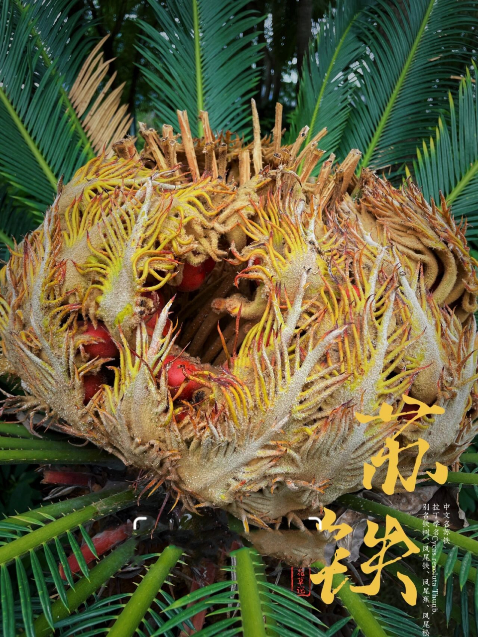 杂花草记|苏铁 俗称"铁树",一说是因其木质密度大,入水即沉,沉重如铁